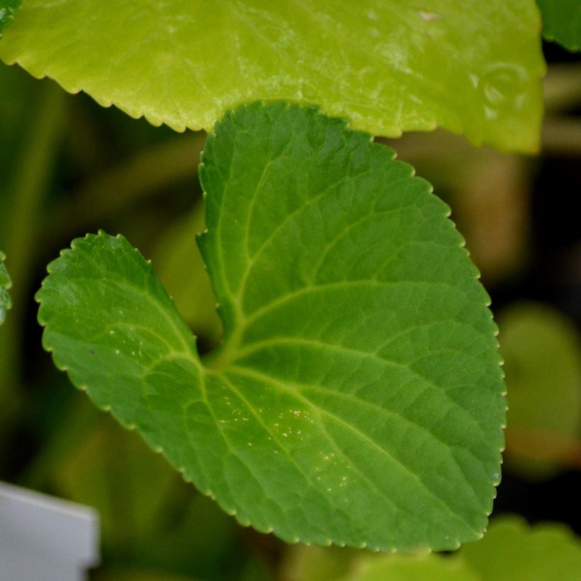 Viola sororia Freckles (Folhagem)