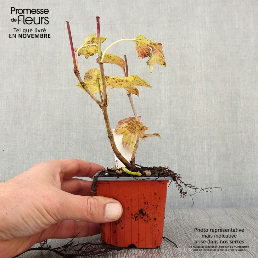 Amostra de Viburnum opulus Roseum - Bola-de-neve Vaso de 8/9 cm tal como entregue no outono