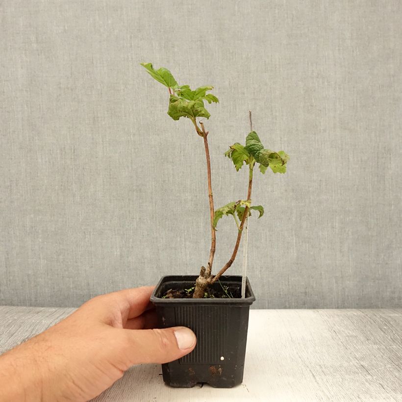 Amostra de Viburnum opulus Roseum - Bola-de-neve Vaso de 8/9 cm tal como entregue no verão