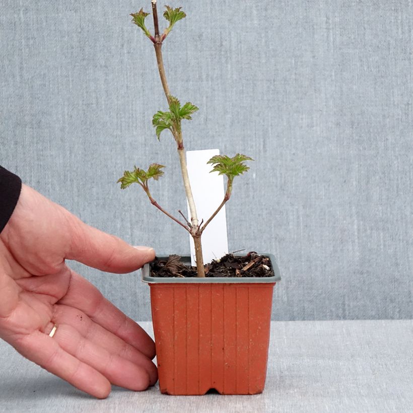 Amostra de Viburnum opulus Roseum - Bola-de-neve Vaso de 8/9 cm tal como entregue na primavera