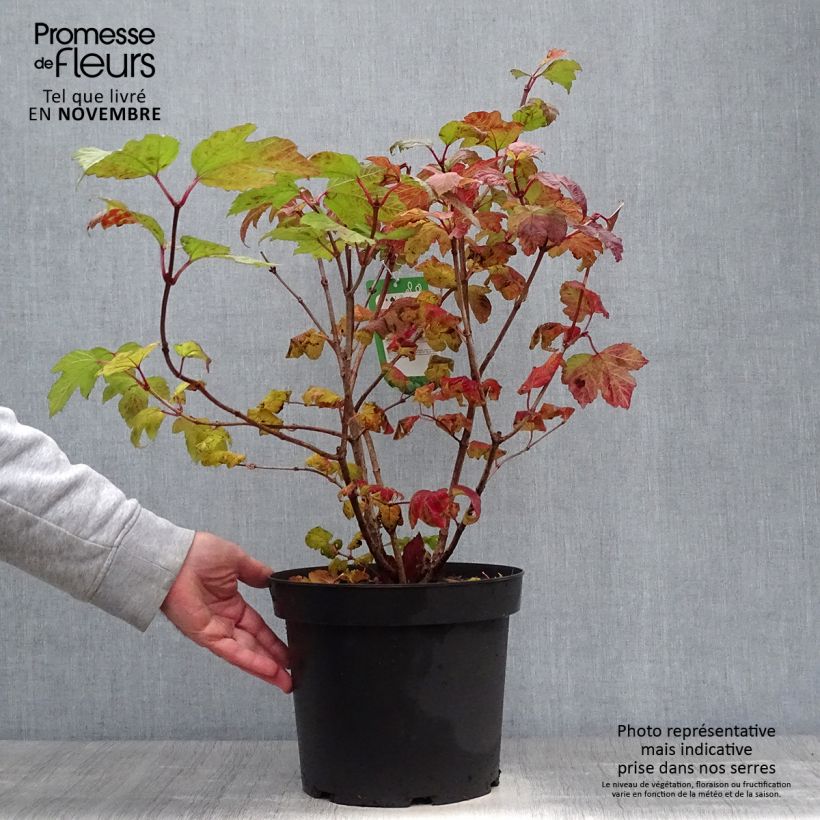 Amostra de Viburnum opulus Roseum - Bola-de-neve Vaso de 7,5 L/10 L tal como entregue no outono