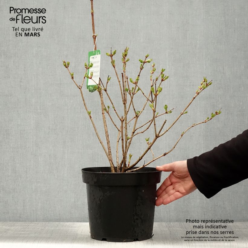 Amostra de Viburnum opulus Roseum - Bola-de-neve Vaso de 7,5 L/10 L tal como entregue na primavera