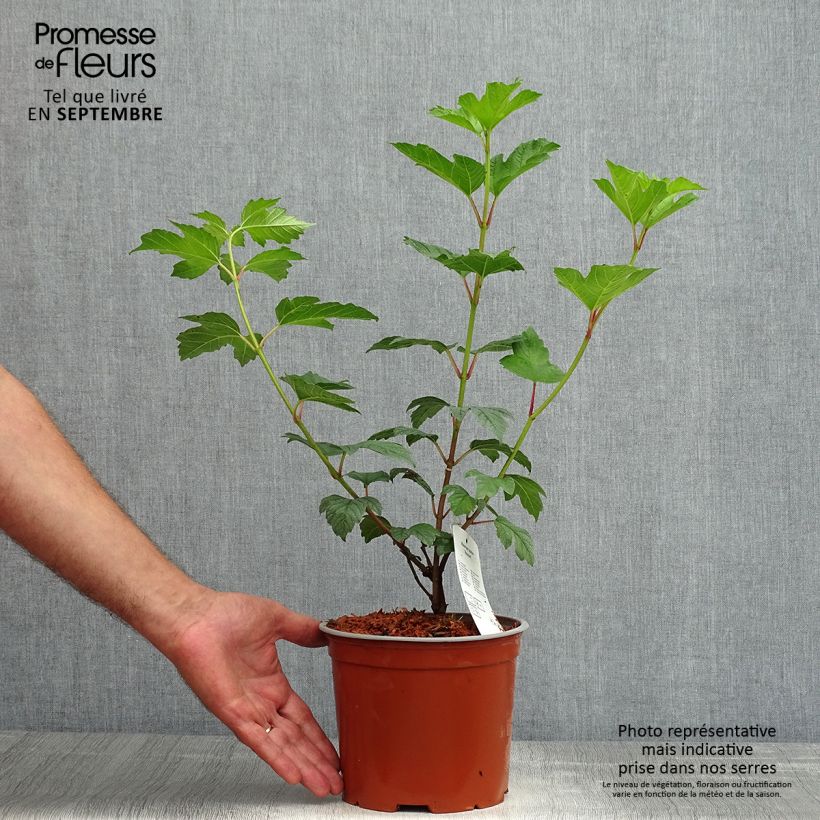 Amostra de Viburnum opulus Roseum - Bola-de-neve Vaso de 2 L/3 L tal como entregue no verão