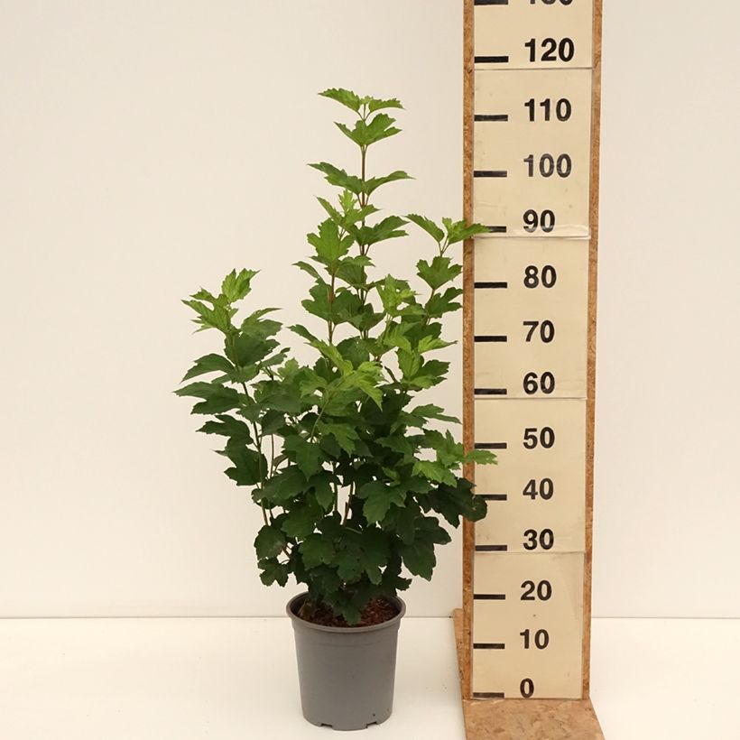 Amostra de Viburnum opulus Roseum - Bola-de-neve Vaso de 7,5 L/10 L tal como entregue no verão