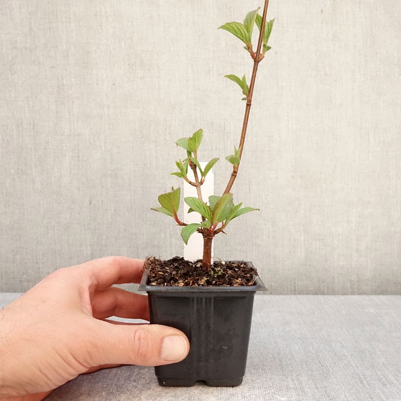 Amostra de Viburnum bodnantense Charles Lamont - Viburno-de-Bodnant Vaso de 8/9 cm tal como entregue na primavera