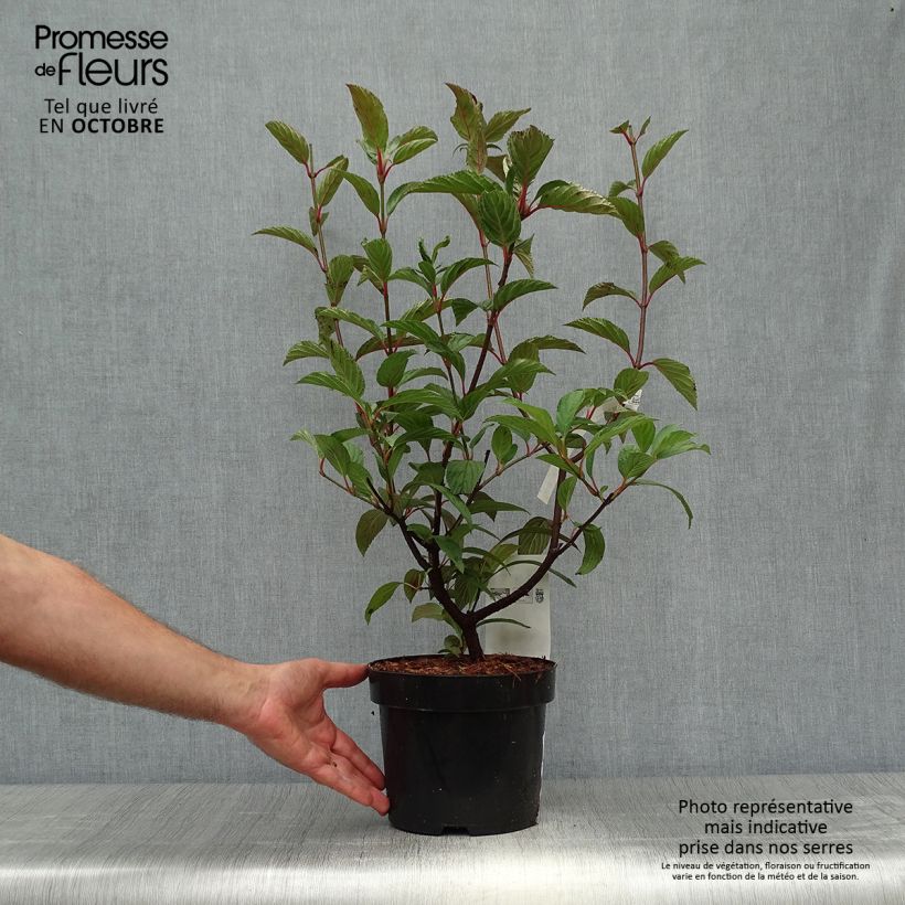 Amostra de Viburnum bodnantense Charles Lamont - Viburno-de-Bodnant Vaso de 3 L/4 L tal como entregue no outono