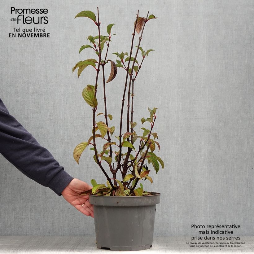 Amostra de Viburnum bodnantense Dawn - Viburno-de-Bodnant Vaso de 6 L/7 L tal como entregue no outono