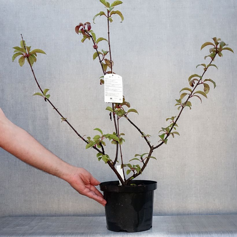 Amostra de Viburnum bodnantense Dawn - Viburno-de-Bodnant Vaso de 6 L/7 L tal como entregue no verão