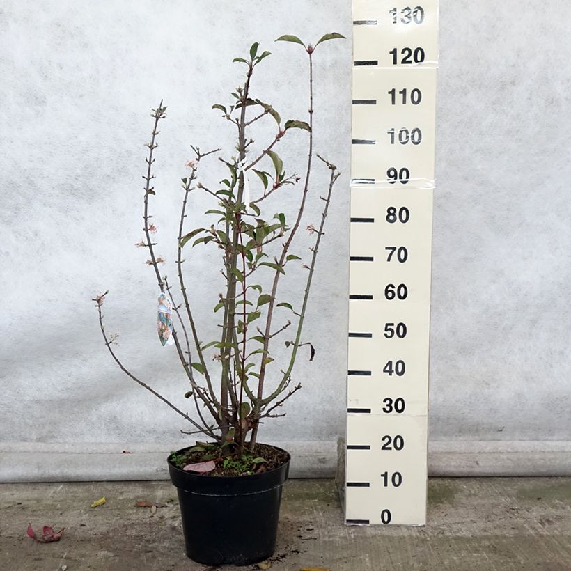 Amostra de Viburnum bodnantense Dawn - Viburno-de-Bodnant Vaso de 7,5 L/10 L tal como entregue no outono