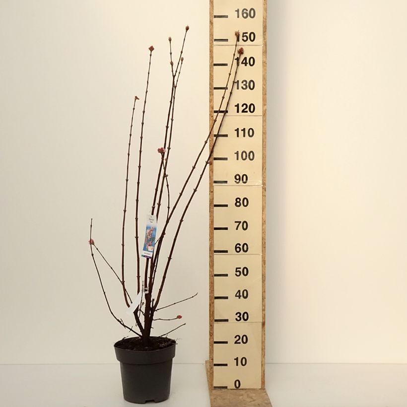 Amostra de Viburnum bodnantense Dawn - Viburno-de-Bodnant Vaso de 7,5 L/10 L tal como entregue no inverno