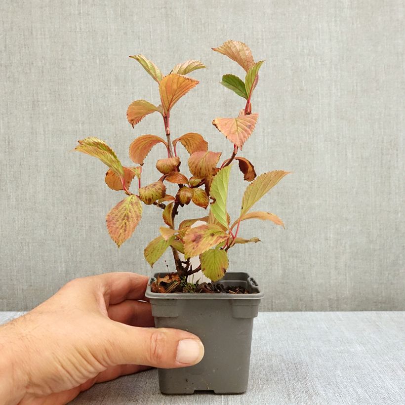 Amostra de Viburnum farreri - Viburno de inverno Vaso de 8/9 cm tal como entregue no verão