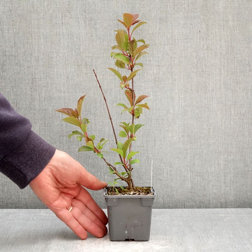 Amostra de Viburnum farreri - Viburno de inverno Vaso de 8/9 cm tal como entregue na primavera