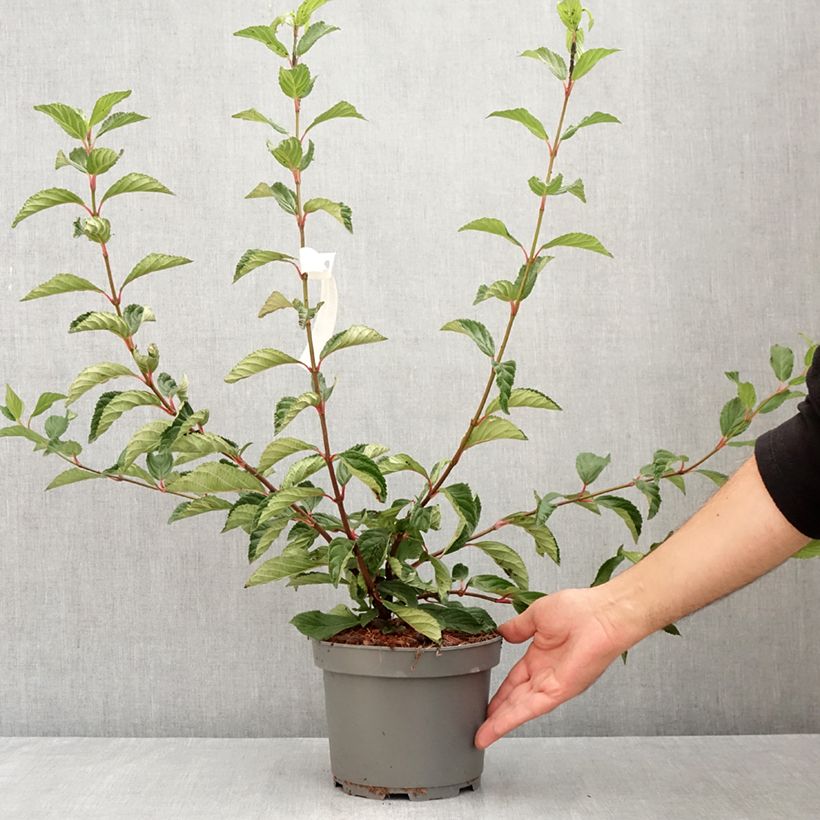 Amostra de Viburnum farreri - Viburno de inverno Vaso de 2 L/3 L tal como entregue no verão