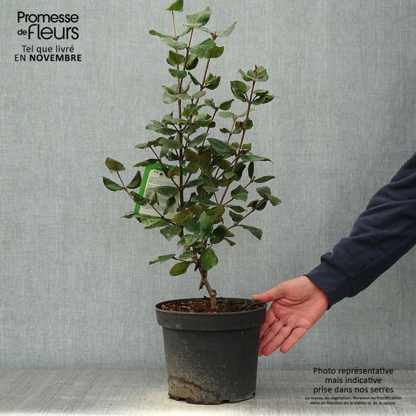 Amostra de Viburnum burkwoodii Ann Russell - Viburno de Burkwood Vaso de 3 L/4 L tal como entregue no outono