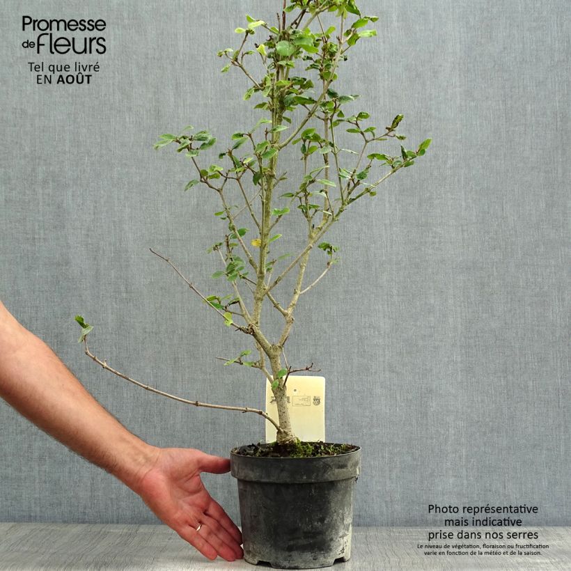 Amostra de Viburnum burkwoodii Ann Russell - Viburno de Burkwood Vaso de 3 L/4 L tal como entregue no verão