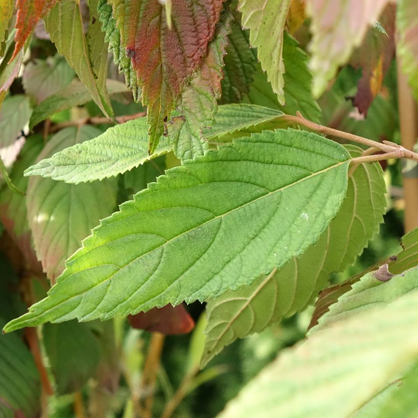 Viburnum plicatum f. tomentosum Cascade - Viburno-do-japão (Folhagem)