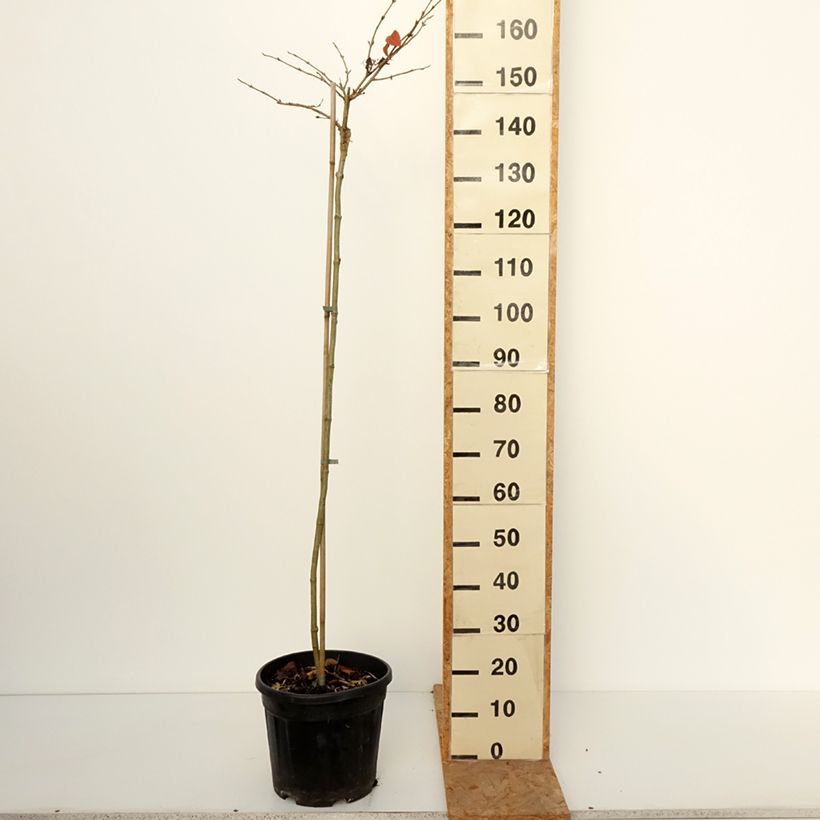 Amostra de Viburnum plicatum f. tomentosum Cascade - Viburno-do-japão Vaso de 12 L/15 L, Haste tal como entregue no outono