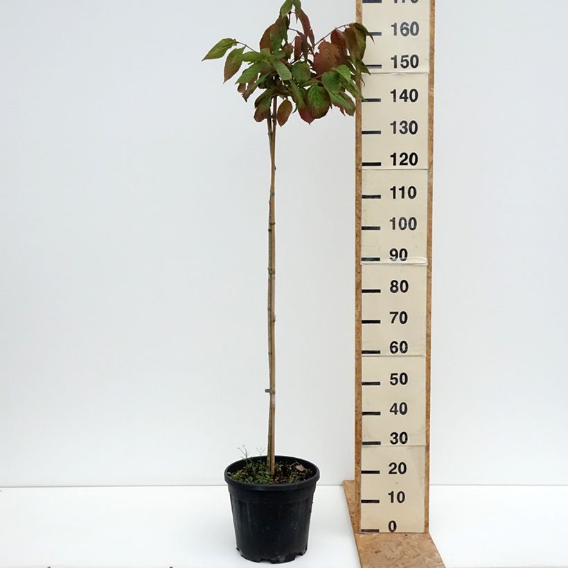 Amostra de Viorne de Chine - Viburnum plicatum Cascade Vaso de 12 L/15 L tal como entregue no verão