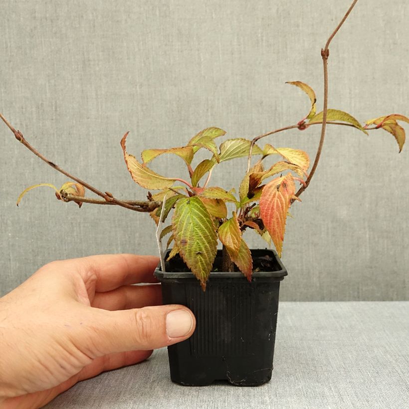 Amostra de Viburnum plicatum Kilimanjaro Sunrise - Viburno-do-japão Vaso de 8/9 cm tal como entregue no outono