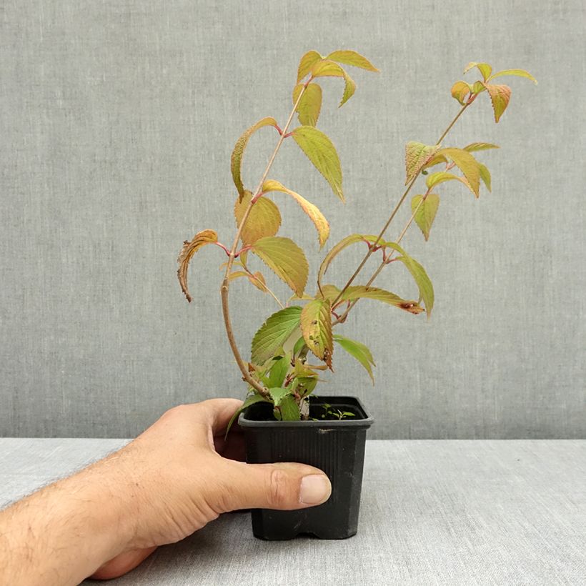 Amostra de Viburnum plicatum Kilimanjaro Sunrise - Viburno-do-japão Vaso de 8/9 cm tal como entregue no verão