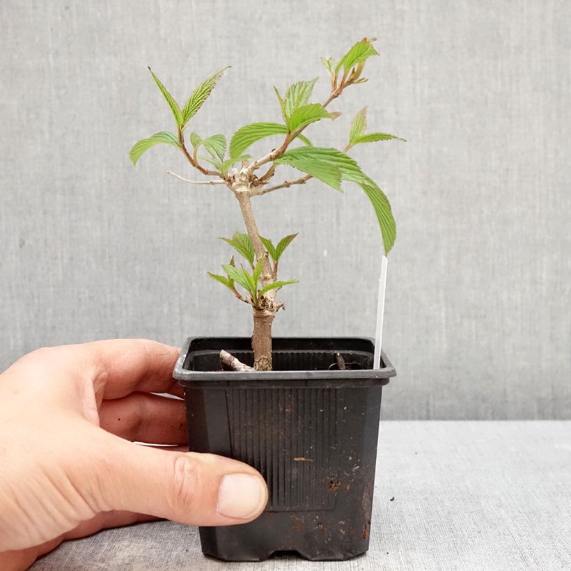 Amostra de Viburnum plicatum Kilimanjaro Sunrise - Viburno-do-japão Vaso de 8/9 cm tal como entregue na primavera
