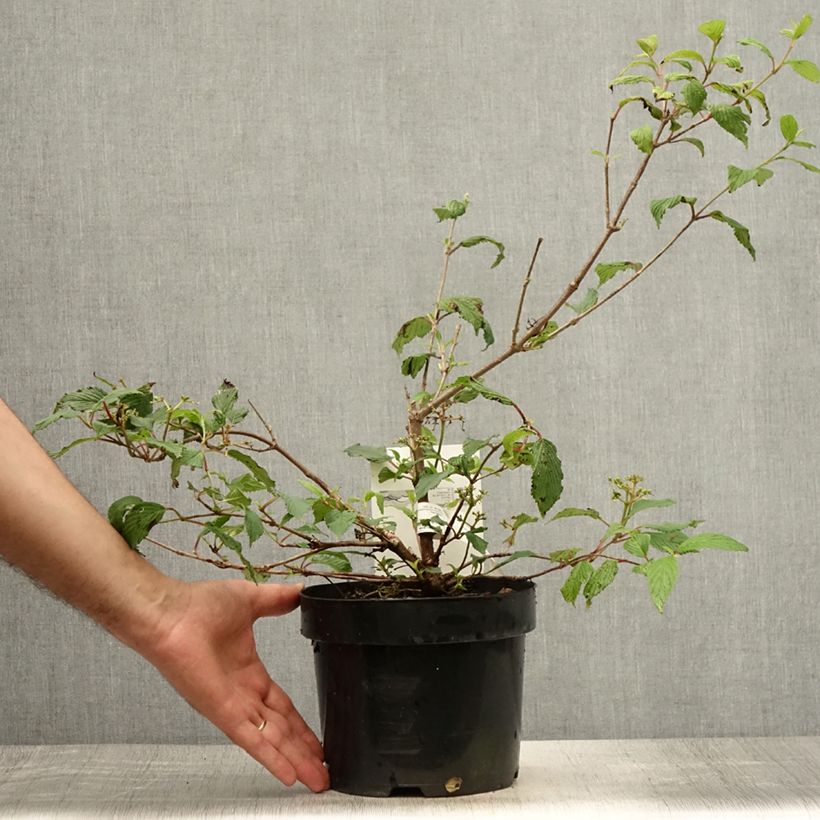 Amostra de Viburnum plicatum Kilimanjaro Sunrise - Viburno-do-japão Vaso de 2 L/3 L tal como entregue no verão