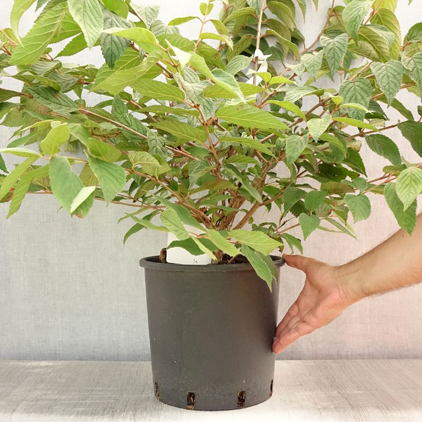 Amostra de Viburnum plicatum Mariesii - Viburno-do-japão Vaso de 12 L/15 L tal como entregue no verão