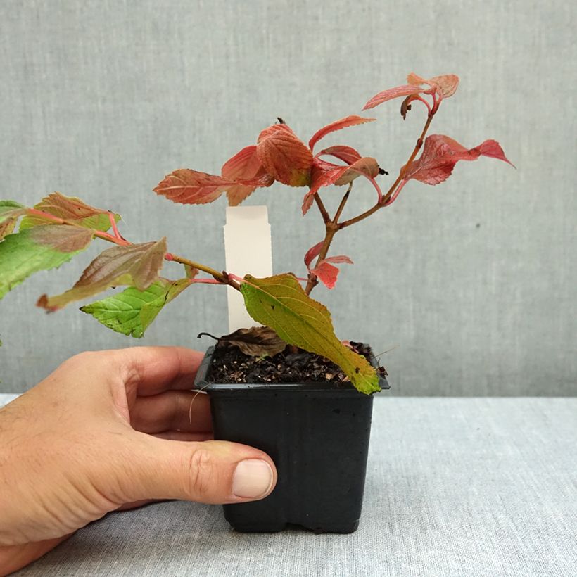 Amostra de Viburnum plicatum Mariesii - Viburno-do-japão Vaso de 8/9 cm tal como entregue no outono