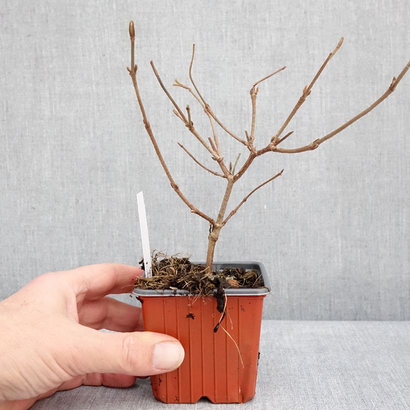 Amostra de Viburnum plicatum Mariesii - Viburno-do-japão Vaso de 8/9 cm tal como entregue no inverno