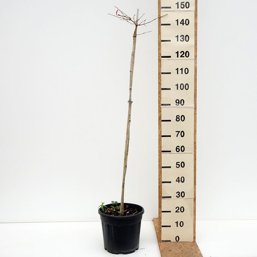 Amostra de Viburnum plicatum Mariesii - Viburno-do-japão Vaso de 12 L/15 L, Haste tal como entregue no outono
