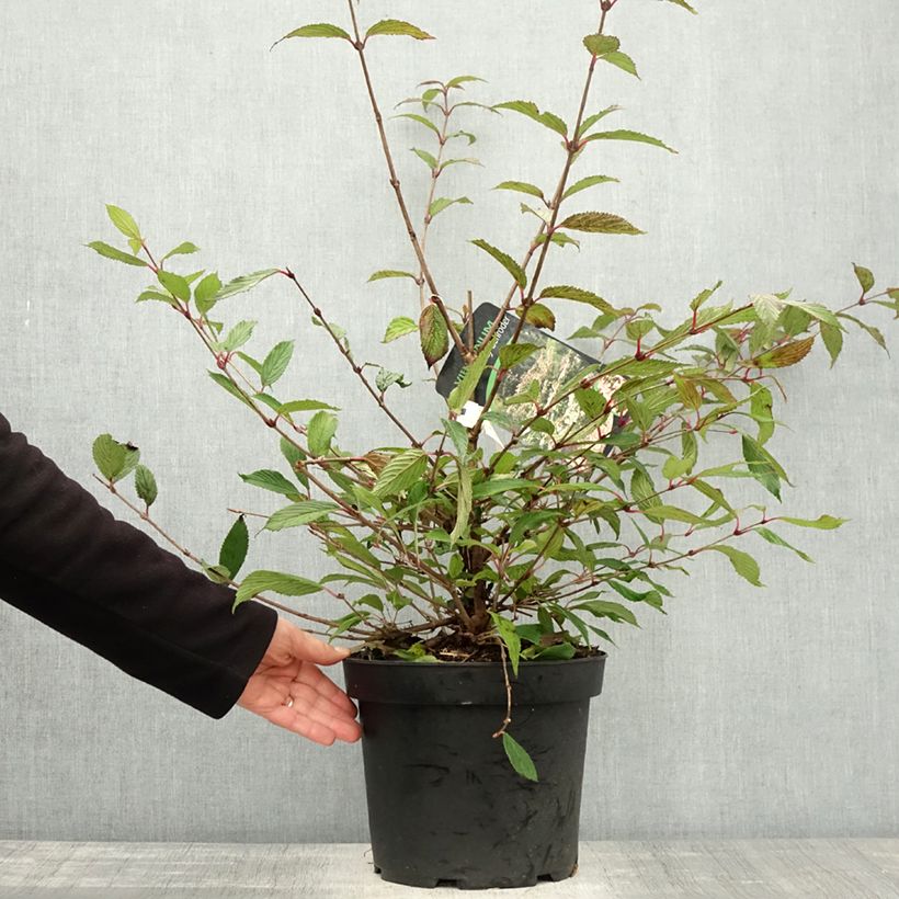 Amostra de Viburnum plicatum Molly Schroeder em plantas - Viburno-do-japão Vaso de 7,5 L/10 L tal como entregue no outono