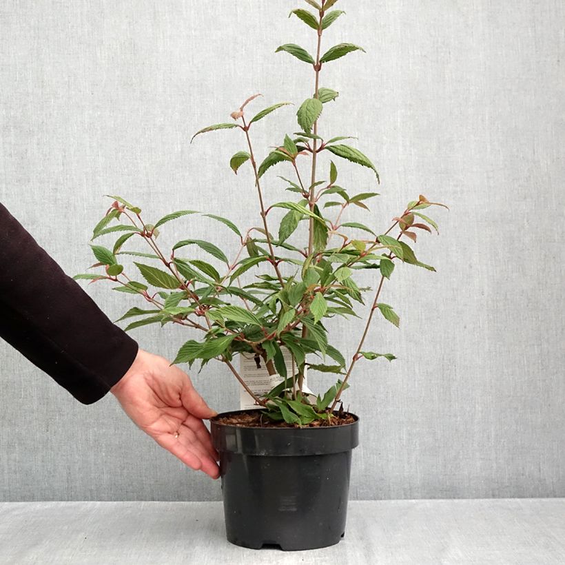 Amostra de Viorne de Chine - Viburnum plicatum Molly Schroeder Vaso de 2 L/3 L tal como entregue no outono