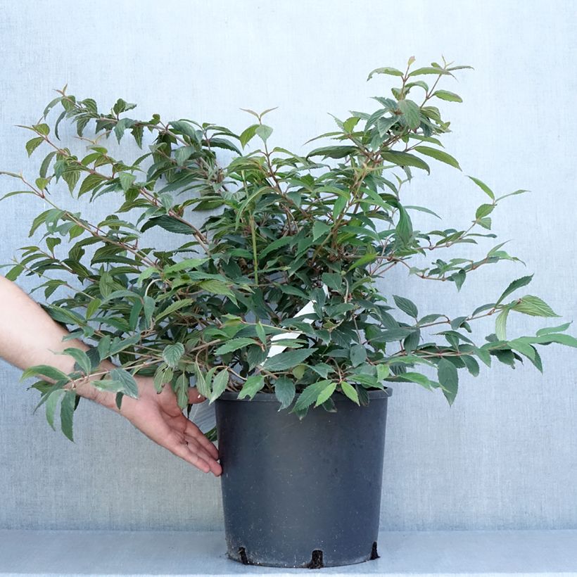 Amostra de Viburnum plicatum Molly Schroeder em plantas - Viburno-do-japão Vaso de 7,5 L/10 L tal como entregue no verão