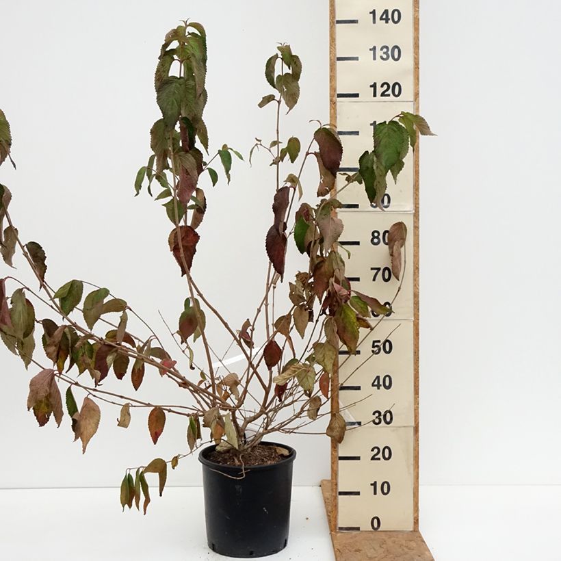 Amostra de Viburnum plicatum mariesii Shasta - Viburno-do-japão Vaso de 12 L/15 L tal como entregue no outono