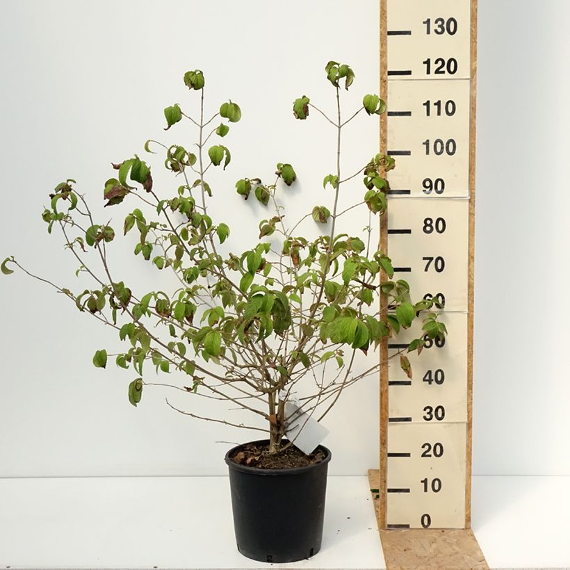 Amostra de Viorne de Chine - Viburnum plicatum Shasta Vaso de 12 L/15 L tal como entregue no verão