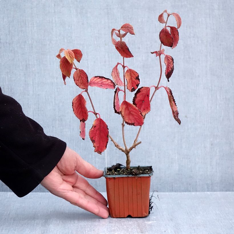 Amostra de Viburnum plicatum Tomentosum - Viburno-do-japão Vaso de 8/9 cm tal como entregue no outono