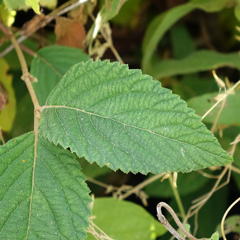 Viburnum plicatum Tomentosum - Viburno-do-japão (Folhagem)