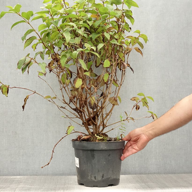 Amostra de Viburnum plicatum Tomentosum - Viburno-do-japão Vaso de 7,5 L/10 L tal como entregue no verão