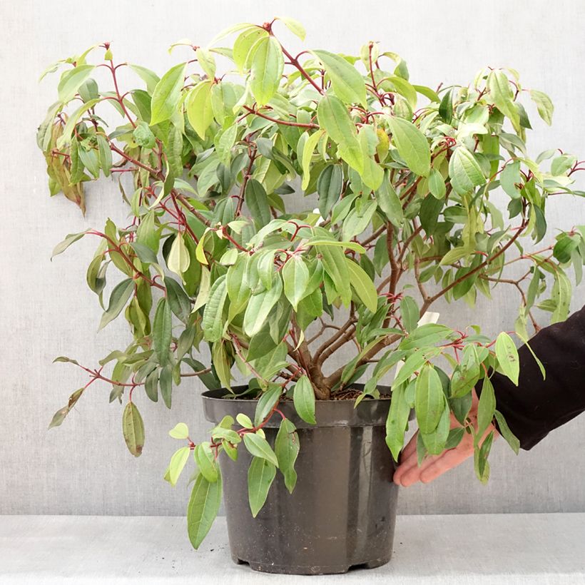 Amostra de Viorne de David - Viburnum davidii Angustifolium Vaso de 7,5 L/10 L tal como entregue no inverno