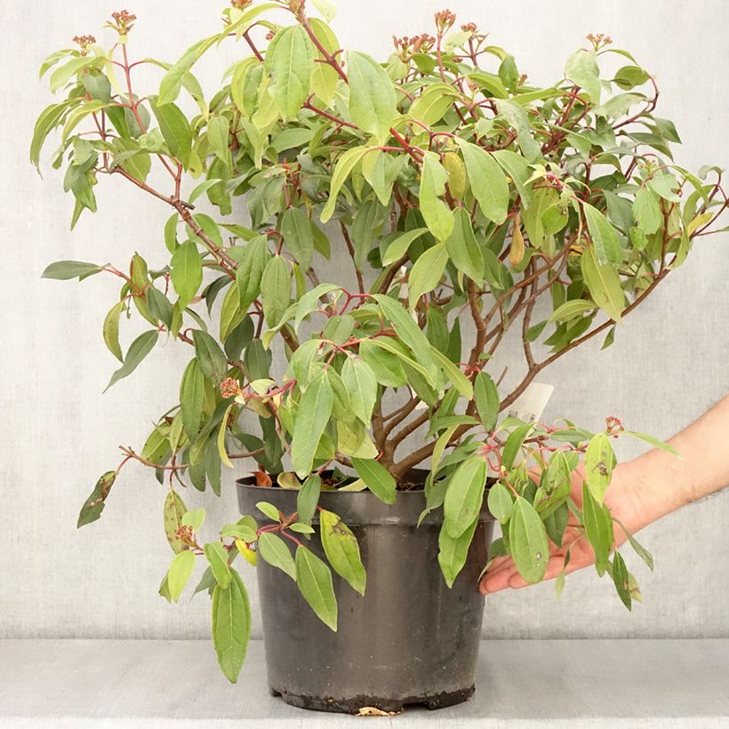 Amostra de Viburnum davidii Angustifolium - Viburno-de-David Vaso de 7,5 L/10 L tal como entregue na primavera