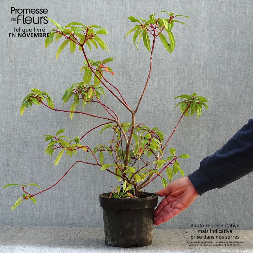 Amostra de Viburnum davidii Angustifolium - Viburno-de-David Vaso de 3 L/4 L tal como entregue no outono