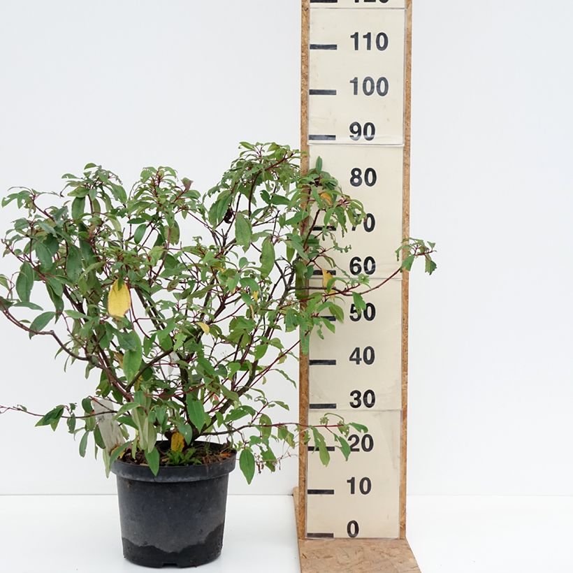 Amostra de Viburnum davidii Angustifolium - Viburno-de-David Vaso de 7,5 L/10 L tal como entregue no outono