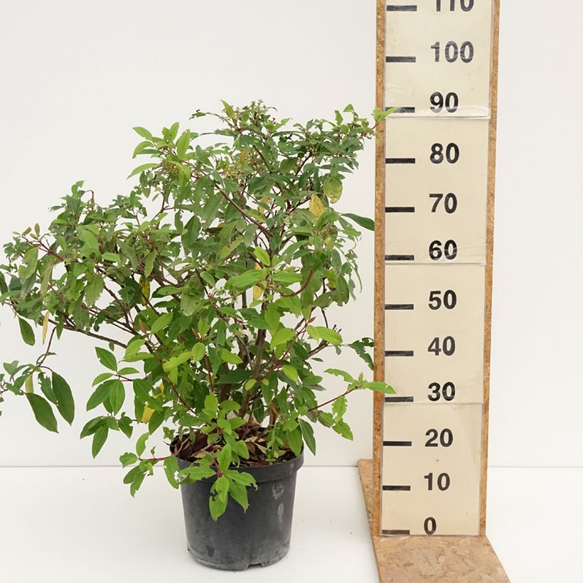 Amostra de Viburnum davidii Angustifolium - Viburno-de-David Vaso de 7,5 L/10 L tal como entregue no verão