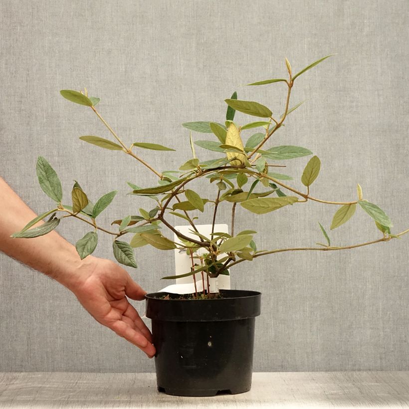 Amostra de Viburnum Pragense - Viburno de Praga Vaso de 3 L/4 L tal como entregue no verão