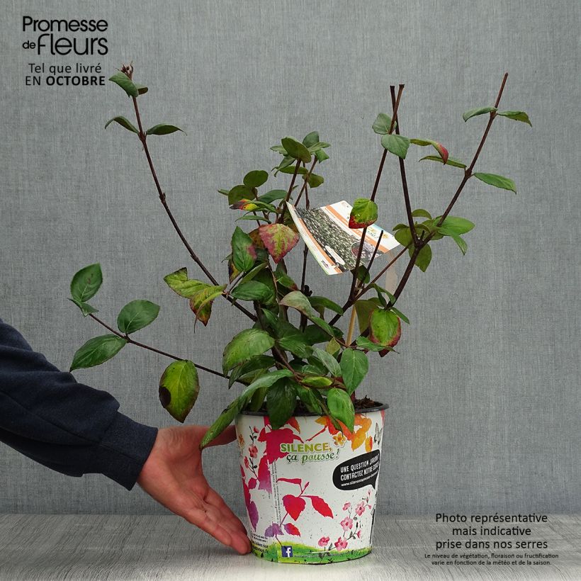 Amostra de Viburnum × burkwoodii Mohawk - Viburno de Burkwood Vaso de 4 L/5 L tal como entregue no outono