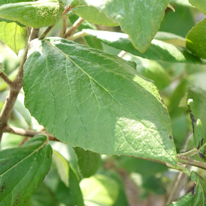 Viburnum × burkwoodii Mohawk - Viburno de Burkwood (Folhagem)