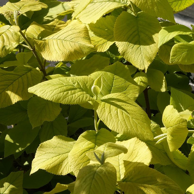 Viburnum lantana Aureum - Viburno-lantana (Folhagem)
