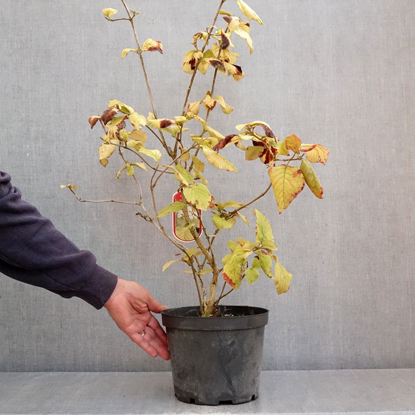 Amostra de Viburnum lantana Aureum - Viburno-lantana Vaso de 4 L/5 L tal como entregue no outono
