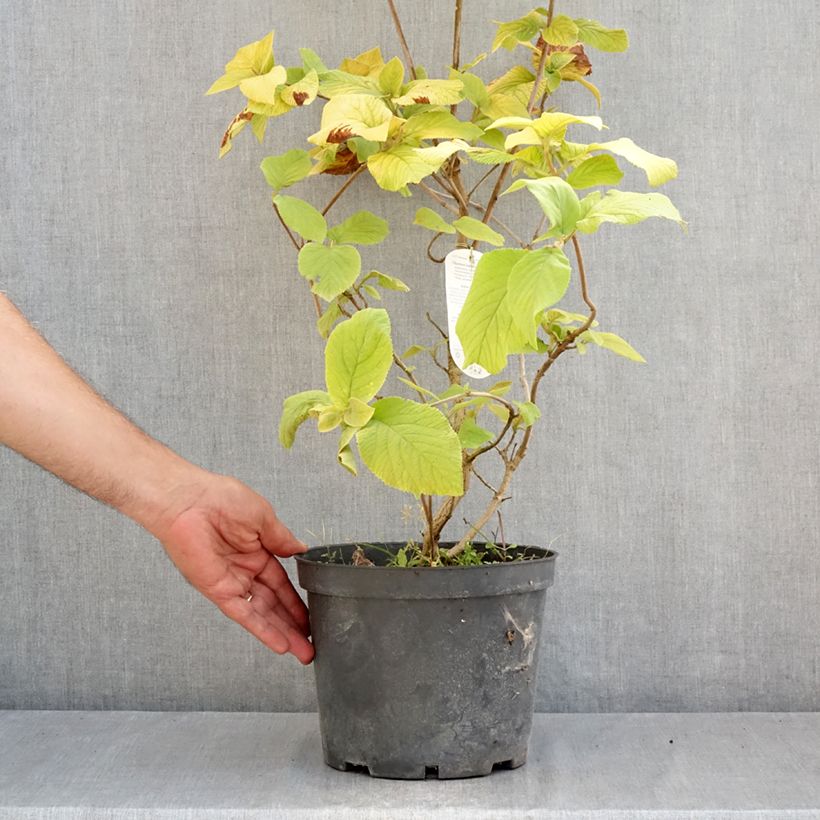 Amostra de Viburnum lantana Aureum - Viburno-lantana Vaso de 4 L/5 L tal como entregue no verão