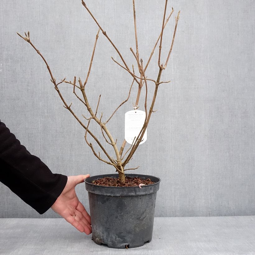 Amostra de Viorne lantane - Viburnum lantana Aureum Vaso de 4 L/5 L tal como entregue no inverno